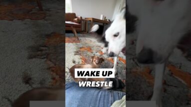 More “Day in the Life” Videos? #dogtraining #dogtrainer #zakgeorge #dogtrainingrevolution #reality