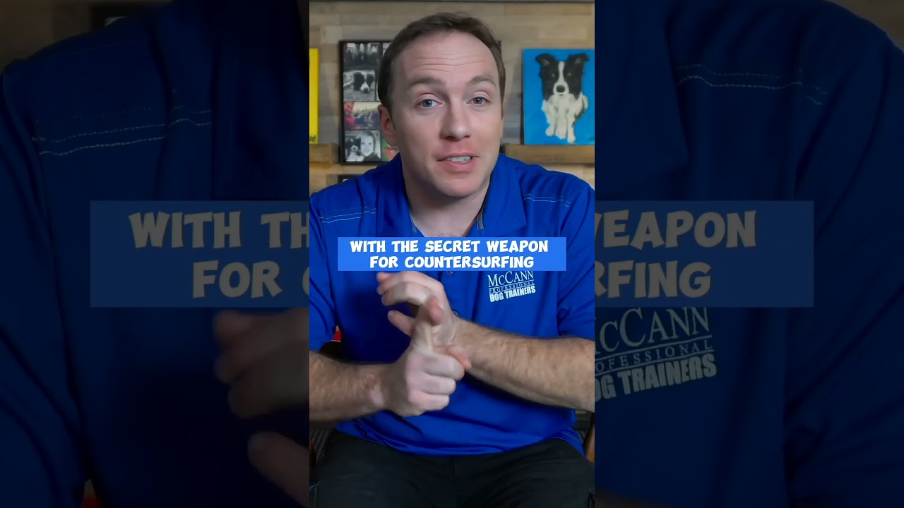 3 Steps To STOP Your Dog From Jumping On The Counter Best Dog