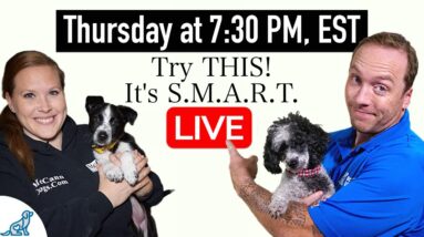 Are You Accidentally Being A BAD Leader For Your Dog?