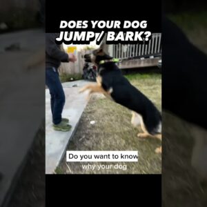 Does your dog JUMP or BARK? Here’s the Solution! #dogtraining #easydogtraining #puppytraining #dogs