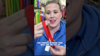 Choosing The Right Puppy Collar