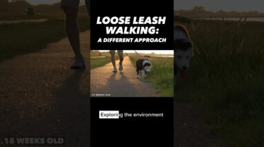 Leash Pulling: A Different Approach #dogtraining #dogtrainer #puppytraining #dogtraining101