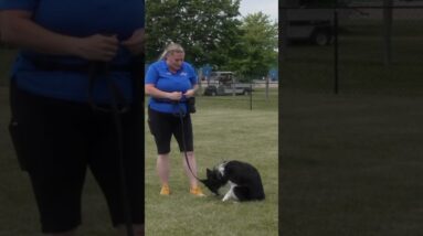 Does Your Dog Get Distracted Outside? Try THIS!