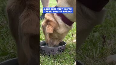 Don't Forget THIS In Your Summertime Dog Training!