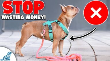 Don't Waste Your Money On These 9 "Dog Training Tools"