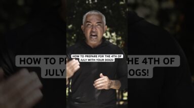 How to prepare for the 4th of July with your dogs! 🎆 #betterhumansbetterplanet #dog