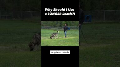 Why You Should Try a Longer Leash if Your Dog Pulls #dogtraining #dogtrainer #dogtraining101 #puppy