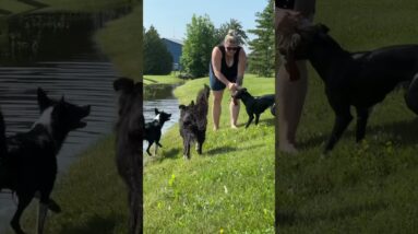 😎Summertime Fun At McCann Dogs😎