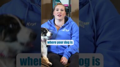 Get Better Puppy Training Results At THIS Time Of Day