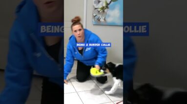 Get More Focus In Your Puppy Training