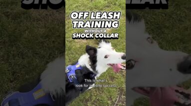 Off Leash Training Without a Shock Collar #dogtraining #dogtrainer #offleash #leashpulling #puppy