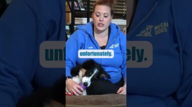 How Often Should Your Puppy Go Into Their Crate?