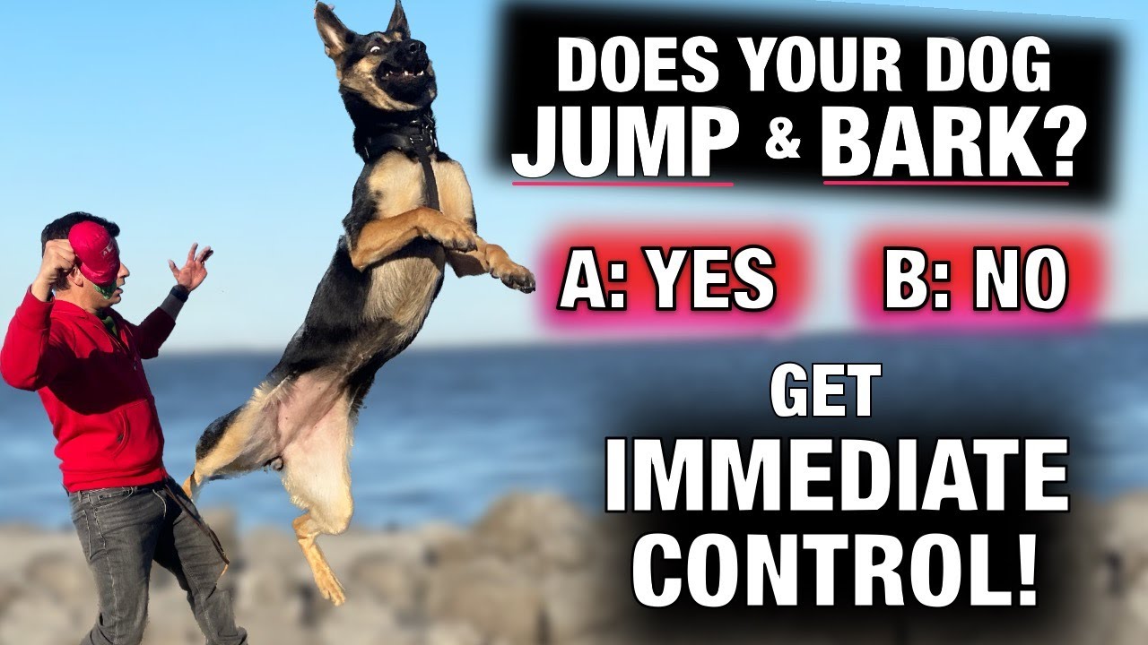 How to Stop Barking and Jumping Best Dog Training Methods