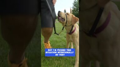 IMPORTANT Reminder About Leash Walking Training