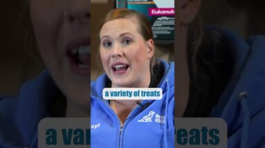 Is Your Puppy Distracted By EVERYTHING?