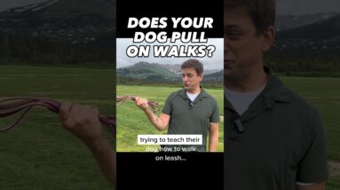 Does Your Dog PULL on Leash? #dogtraining #dogtrainer #leashpulling #puppytraining #dogtraining101