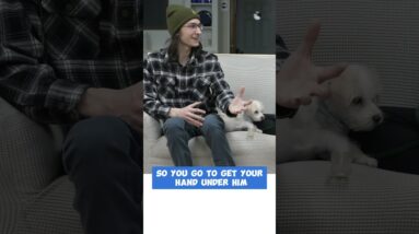 New Puppy Owners NEED THIS Training Tool!