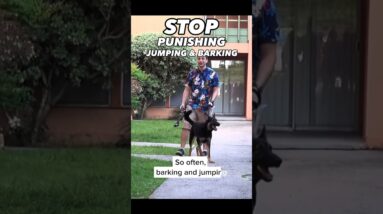 Stop Punishing Jumping & Barking #dogtrainer #dogtraining #dogtraining101 #puppytraining #barking