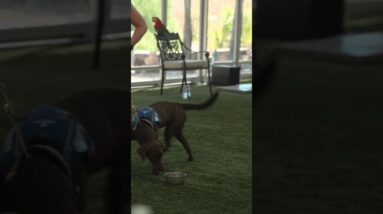 Creating boundaries around food with your dog! New Dog Training Video out now!