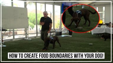 How To Create Food Boundaries with Your Dog (Live Dog Demo with Cesar Millan)