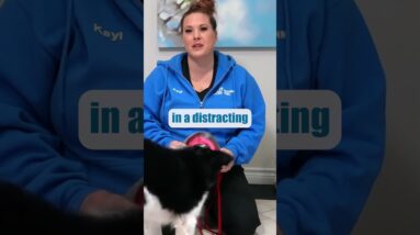 Puppy Training Goals For The First Month