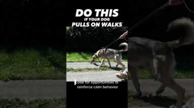 Do This if Your Dog Pulls on Walks #dogtraining #dogtrainer #leashpulling #leashtraining #puppy #dog