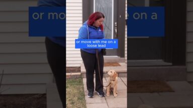 Start Your Leash Walking With This EVERYTIME!