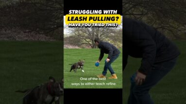 Struggling with Leash Pulling? Have You Tried This? #dogtraining #dogtrainer #dogtraining101 #puppy