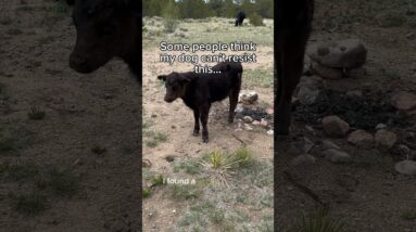 Does your dog react to wildlife? Do you want a video about this? #dogtraining #dogtrainer #barking