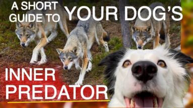 Every Dog’s Most Dangerous Instinct: How To Train the Predator in Your House