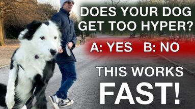 How To Easily Guarantee Your Dog Will Stop Barking and Jumping Unnecessarily Again!