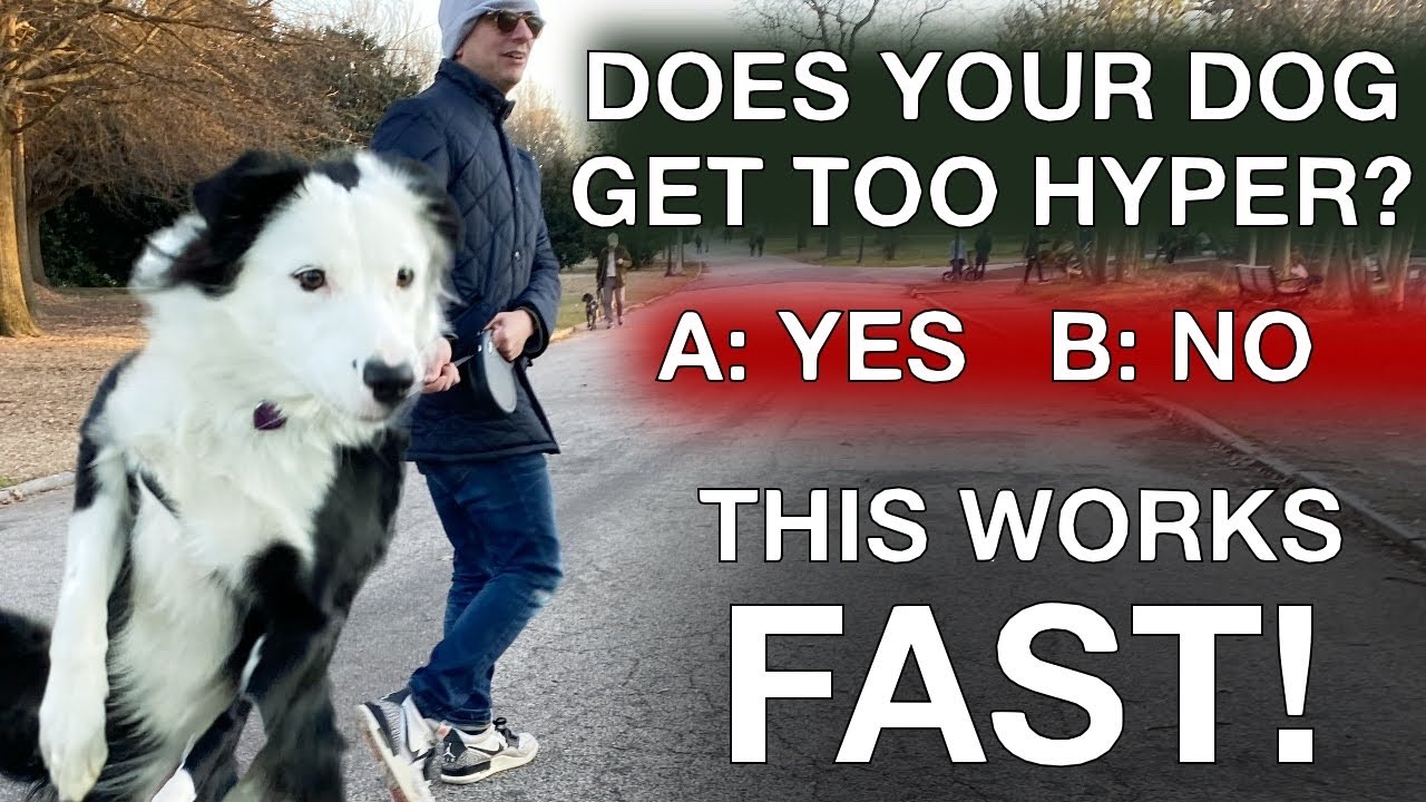 How To Easily Guarantee Your Dog Will Stop Barking and Jumping Unnecessarily Again! Best Dog