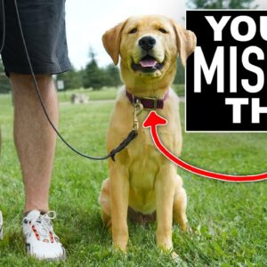 Your Leash Walking Training Isn't Complete Without THIS!