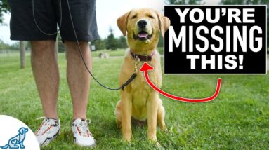 Your Leash Walking Training Isn't Complete Without THIS!