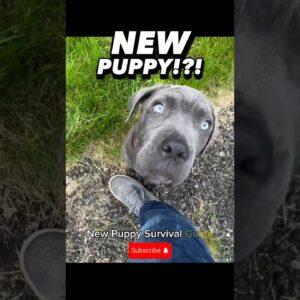New Puppy!!?! Meet Shade the Cane Corso! #dogtraining #puppytraining #dogtrainer #newpuppy #survival