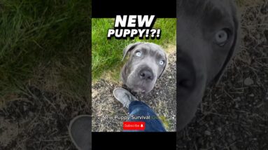 New Puppy!!?! Meet Shade the Cane Corso! #dogtraining #puppytraining #dogtrainer #newpuppy #survival