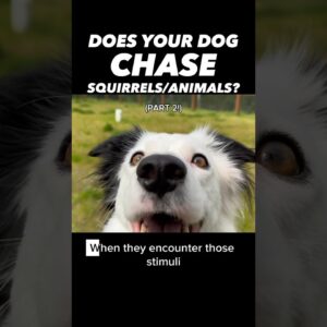 Dog Chasing Squirrels? You Need to Know This! 🐿️✨(Pt 2) #dogtrainer #dogtraining #stopchasing #dogs