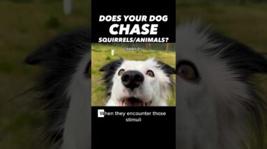 Dog Chasing Squirrels? You Need to Know This! 🐿️✨(Pt 2) #dogtrainer #dogtraining #stopchasing #dogs