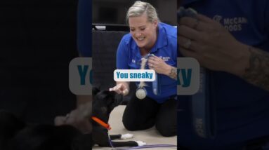 Add THIS Rule To Your Puppy Training Plan