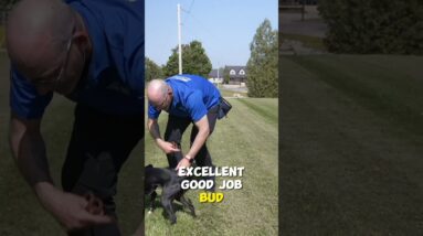 Add THIS To Your Puppy Potty Training Schedule