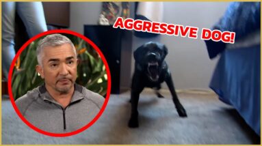Cesar meets a territorial aggressive dog! | Cesar911 Shorts
