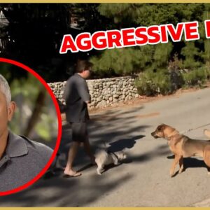 Cesar trains an aggressive dog! | Cesar911 Shorts