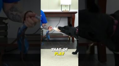 Does Your Dog GROWL During Play?