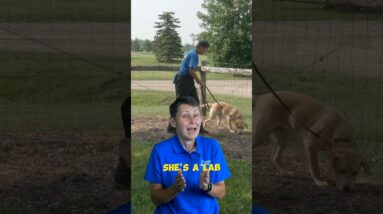 Does Your Dog Lose All Focus When Around Another Dog?