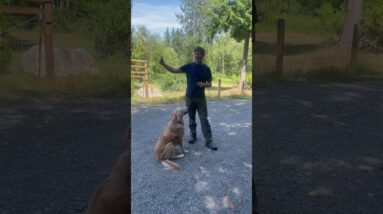 Dog Leash Reactivity Tips