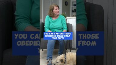 Don't Miss THESE Puppy Training Moments!