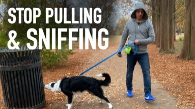 How to Transform Your Walks by Understanding Your Dog's Nose!