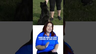 IMPORTANT Leash Walking Training NOBODY Talks About!