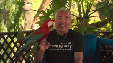 Origins of the pack: Rio