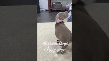 Puppies LOVE This Toy!!